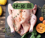 /whole-fresh-turkey-14-16-lbs